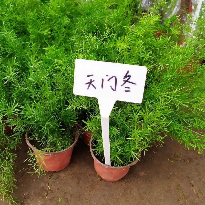 天门冬武竹盆栽观叶植物四季常青室内阳台庭院绿植悬挂垂吊植物