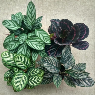 竹芋盆栽植物青苹果竹芋 孔雀竹芋翠叶竹芋客厅桌面水培观叶花卉