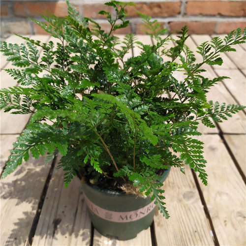 蕨类植物观叶桌面耐荫绿植盆栽