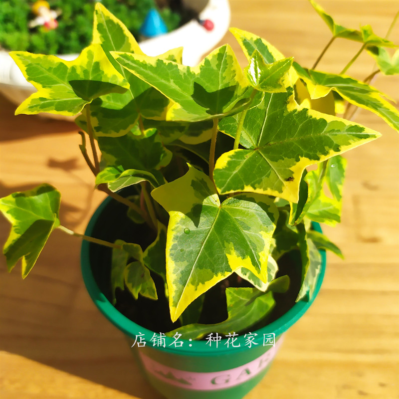 常青藤吊兰垂吊桌面植物