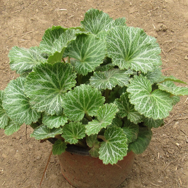绿植盆栽【虎耳草】又名石荷叶 金丝吊荷叶阳台庭院绿植观叶植物在类目 鲜花速递/花卉仿真/绿植园艺, 花卉/绿植盆栽（新）, 绿植中 - 来自Buy2taobao.com提供专业的淘宝代购服务