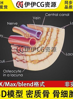 3D模型素材3Dmax文件医学模型骨头骨骼骨细胞骨骼解刨骨密度Blend