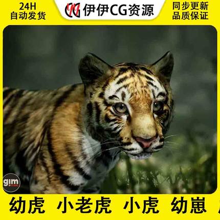 Unity3D Animalia - Tiger (young) 老虎幼虎小老虎小虎虎宝宝