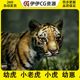 Unity3D 老虎幼虎小老虎小虎虎宝宝 young Animalia Tiger