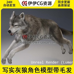 写实灰狼角色模型带毛发动画 Groom Animal Fur Wolf UE5虚幻5