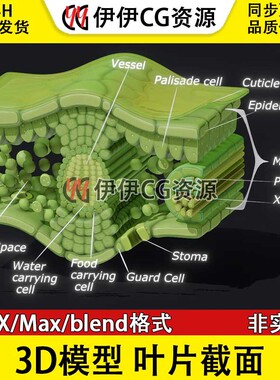 3D模型FBX生物植物叶绿体绿色植物叶片截面解剖光合作用文件PBR