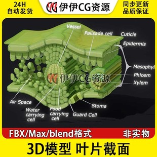 3D模型FBX生物植物叶绿体绿色植物叶片截面解剖光合作用文件PBR