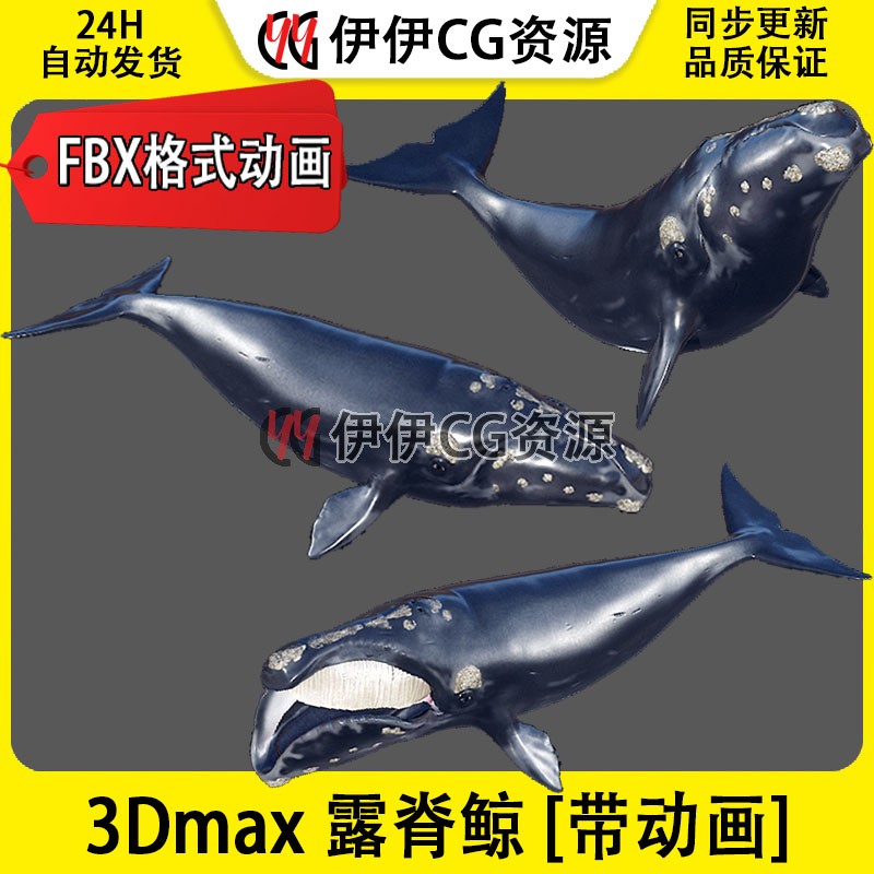 3D模型3DMax动物模型鲸鱼弓头鲸露脊鲸北极鲸骨骼绑定FBX动画文件