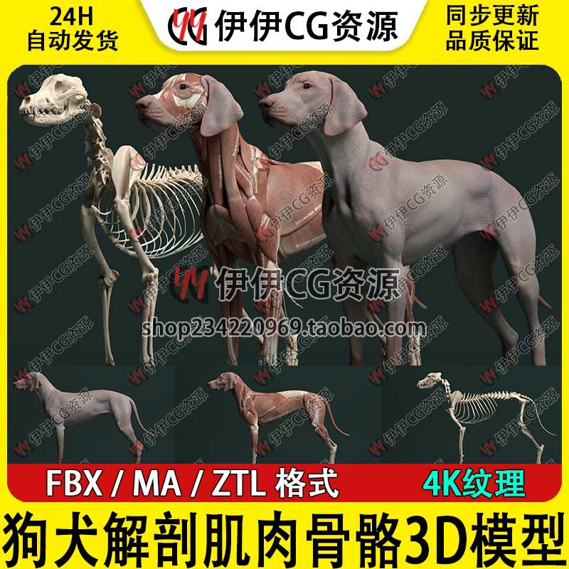 3D模型ZBrush狗解剖次时代犬类骨头肌肉皮肤骨骼FBX动物高模MAYA