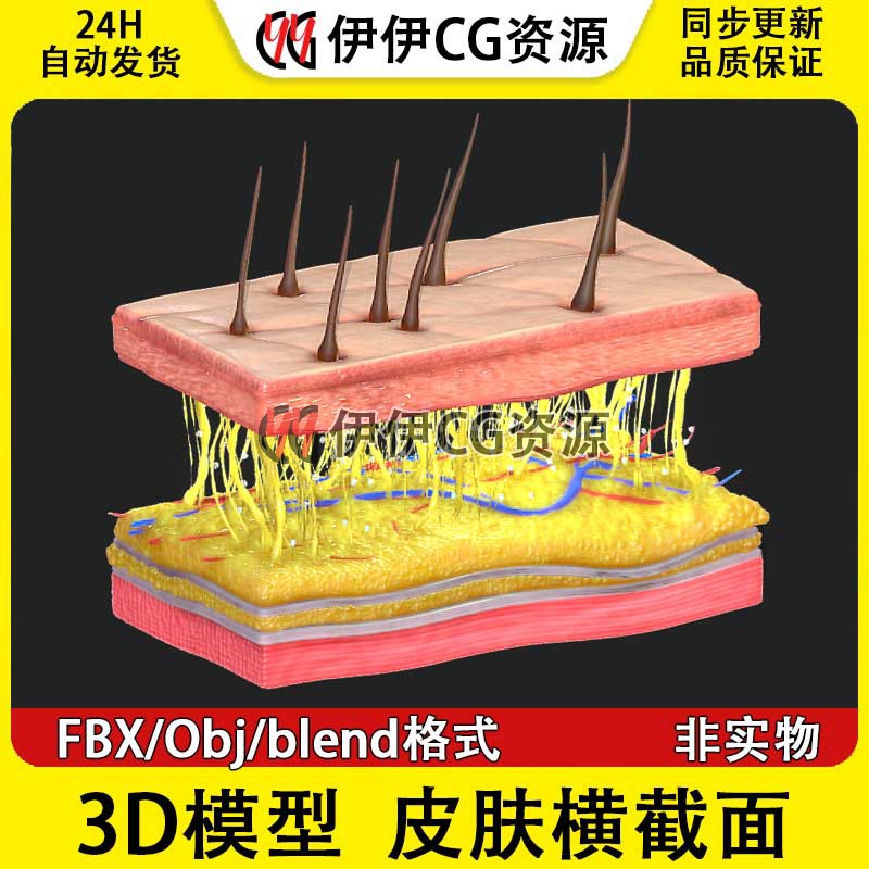 3D模型FBX人体皮肤横截面解刨皮肤组织结构obj文件PBR毛孔汗腺 商务/设计服务 设计素材/源文件 原图主图