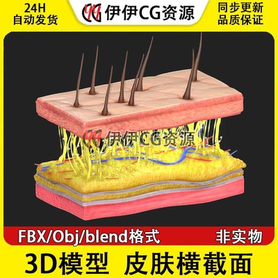 3D模型FBX人体皮肤横截面解刨皮肤组织结构obj文件PBR毛孔汗腺