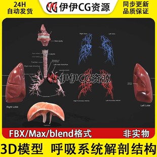 3D模型素材3Dmax医学呼吸系统肺人体肺部组织支气管肺泡喉管肺叶