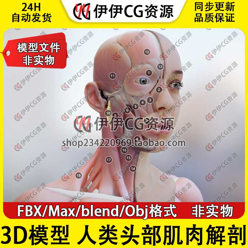 3D模型3Dmax FBX医学结构解剖人体头部肌肉解剖斜方肌眼轮匝blend