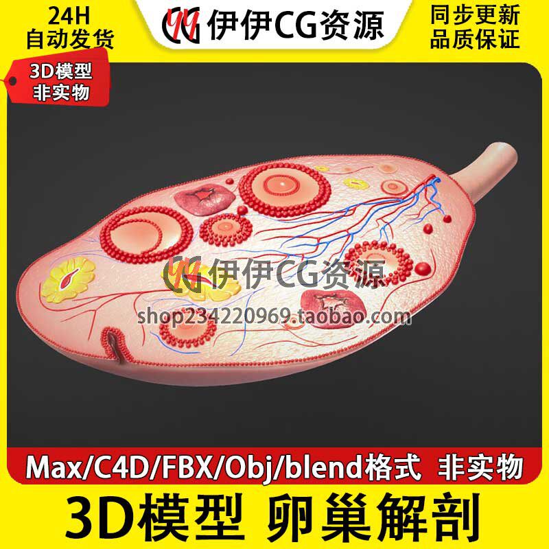 3D模型3DMax人体医学解剖卵巢ovary横截面PBR材质Blend OBJ C4D