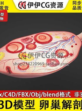 3D模型3DMax人体医学解剖卵巢ovary横截面PBR材质Blend OBJ C4D