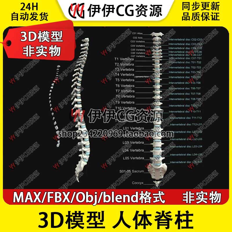 3D模型素材3Dmax医学模型颈椎椎骨神经解剖结构脊柱经络骨骼FBX