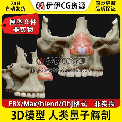 3Dmax OBJ FBX Blend医学模型人体鼻子解剖结构鼻骨鼻肌鼻孔压肌