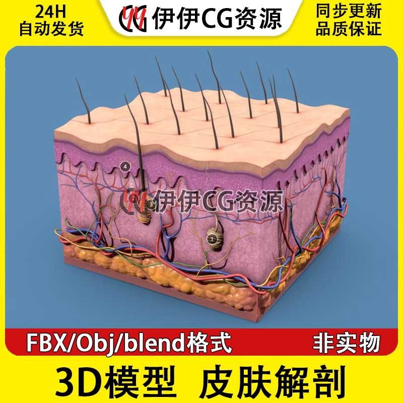 3D模型FBX人体皮肤系统截面解刨皮肤组织结构obj文件PBR毛孔汗腺