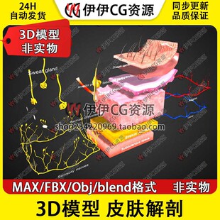 3D模型素材3Dmax文件医学结构皮肤解剖皮下组织腺体毛孔PBR材质
