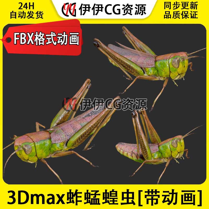 3D模型3DMax动物昆虫蚱蜢蚂蚱蝗虫蝈蝈FBX动画文件Grasshopper