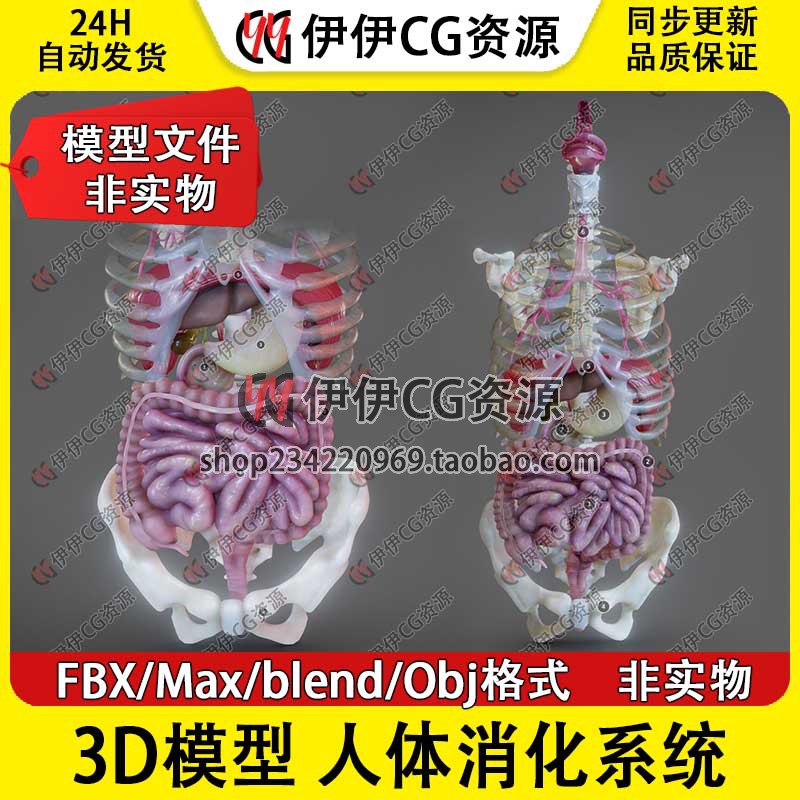 3D模型3DMAX医学FBX人体消化系统肠胃食道人体器官胰脏肝obj文件