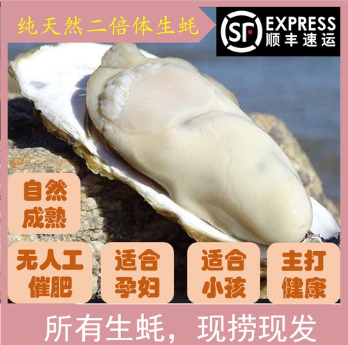 乳山生蚝野生鲜活宋氏蚝铺包邮