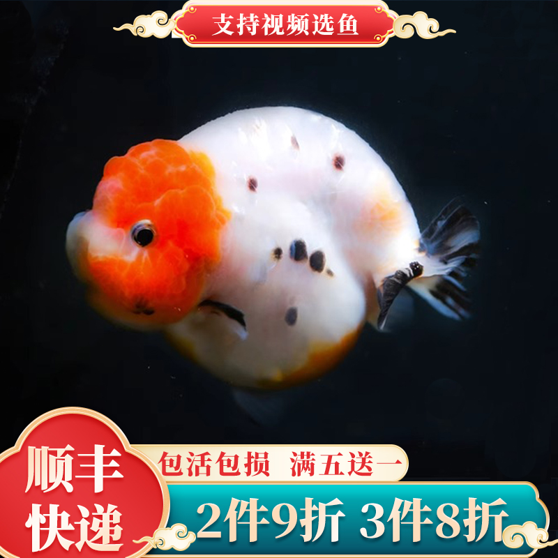 兰寿金鱼精品活鱼幼鱼小鱼苗潘氏奶牛大体波妞特级蓝瘦观赏鱼成鱼