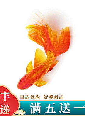 丹凤凤鹤鹤顶红国狮狮子头金鱼