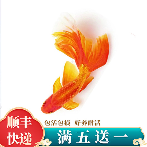丹凤望天国狮狮子头金鱼