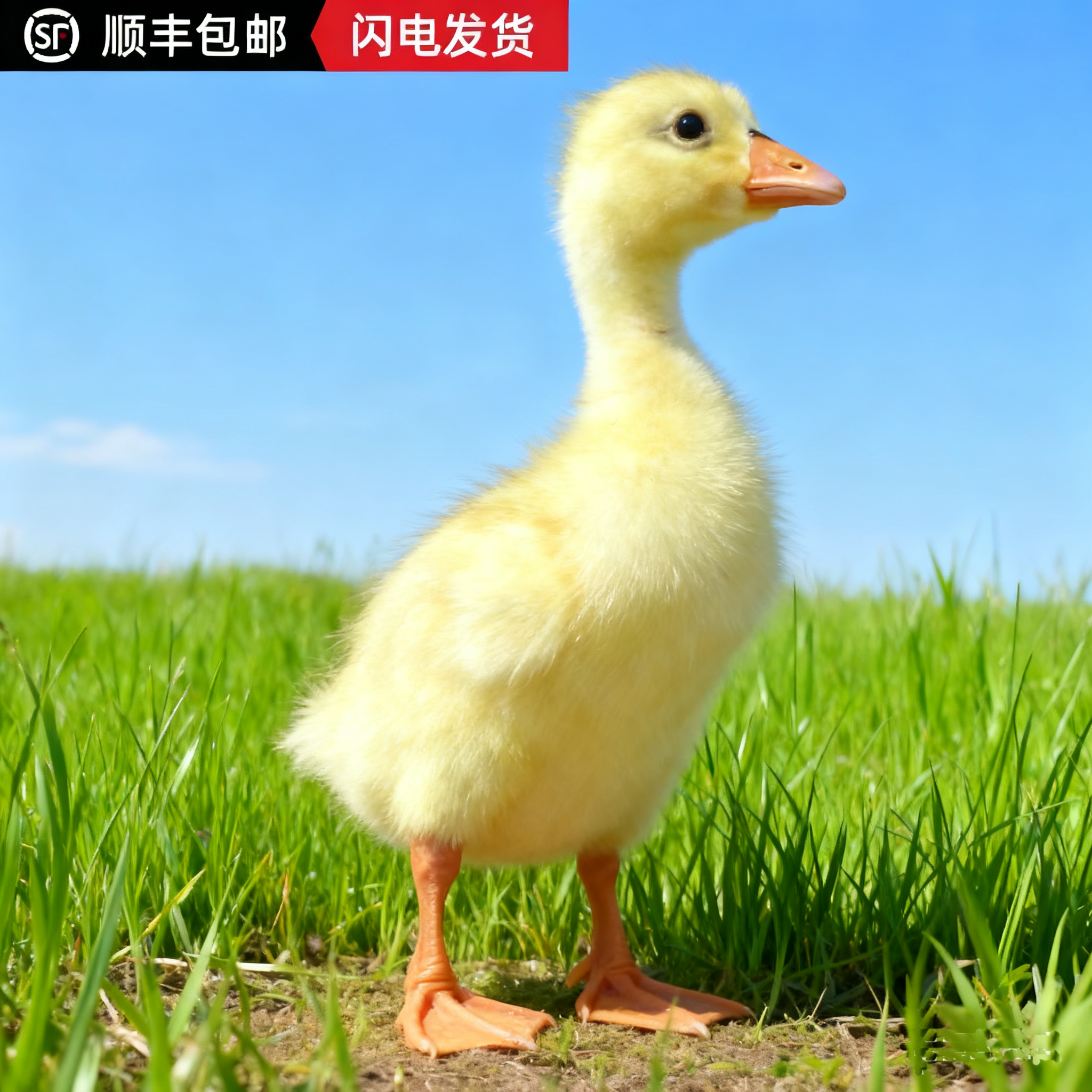 家养大白鹅苗批发散养林下除草