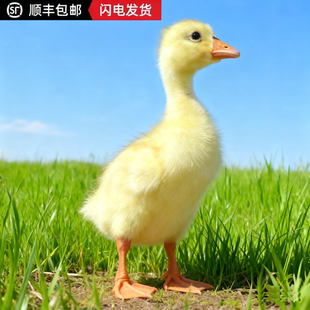 家养大白鹅苗批发散养林下除草百子五龙三花四季鹅活苗5只包邮