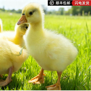 厂家直发大种三花鹅活苗大体型鹅苗活体已做疫苗5只起包邮