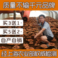 【基地直销】纯长白山灵芝孢子粉头道椴木正品油多100g林野袍散宗