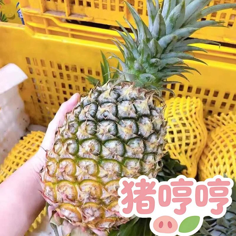 【猪哼哼】海南凤梨好吃新鲜 一只不平凡的猪哼哼的淘宝店up