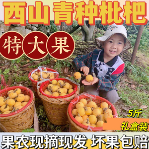 超甜正宗苏州西山青种枇杷特大水果非东山白玉白沙琵琶果5斤礼盒