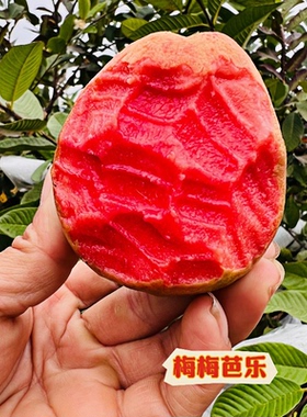 广西红心软芭乐番石榴新鲜水果香甜软糯款现摘现发3/5/8包邮