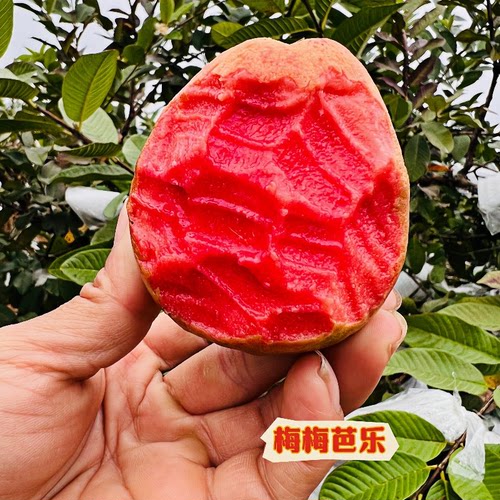 广西红心软芭乐番石榴新鲜水果香甜软糯款现摘现发3/5/8包邮
