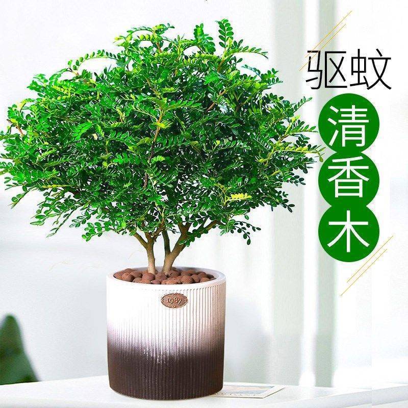 正宗清香胡椒木盆栽花卉室内外驱蚊草植物老桩盆景九里香绿植