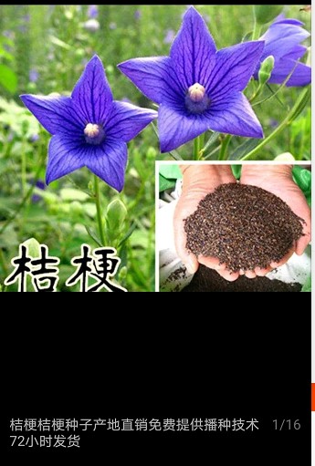 纯新桔梗种籽 桔梗花种子桔梗籽 中药材种子药材桔梗狗宝咸菜种子