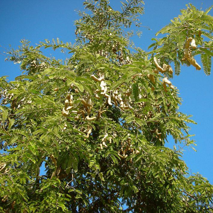 酸角种子酸豆种子罗望子酸梅木罕种子甜目坎麻夯种子甜角种子包邮,鲜花速递/花卉仿真/绿植园艺,家庭园艺种子,淘宝优惠券,粉丝福利购,淘宝优惠卷