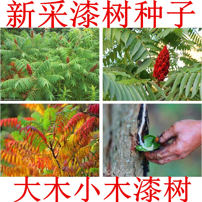 高产漆树种子  原生油漆树种子 列加氏金 大小野生木漆树种子