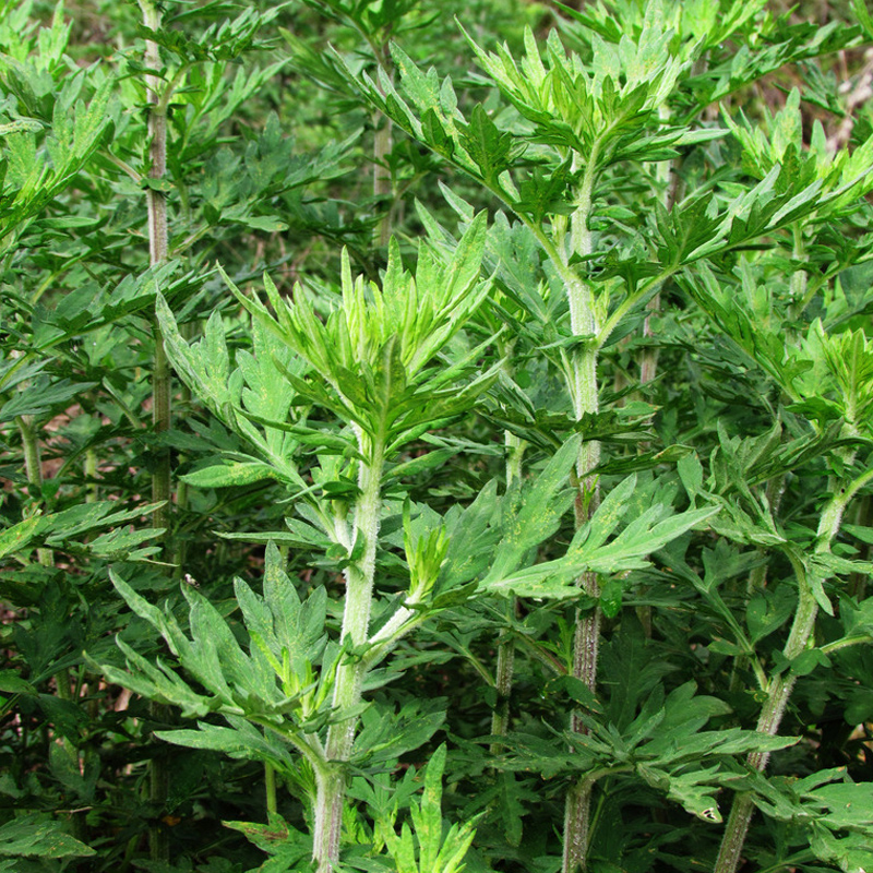 野生香艾草种子四季种植食用药用艾叶艾蒿五月艾斩艾种子迷迭香