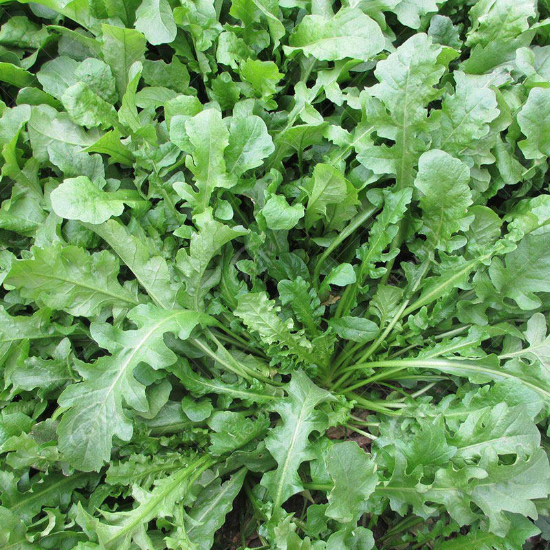 纯野生荠荠菜种子 特菜野菜种子家庭园艺种子