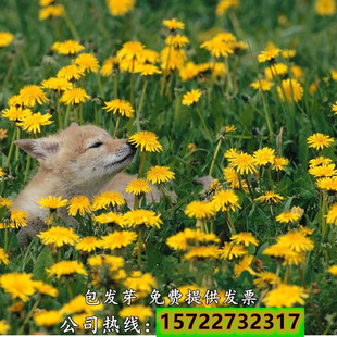 野生蒲公英种子婆婆丁种籽可食用盆栽春夏秋冬四季多年生野生种籽