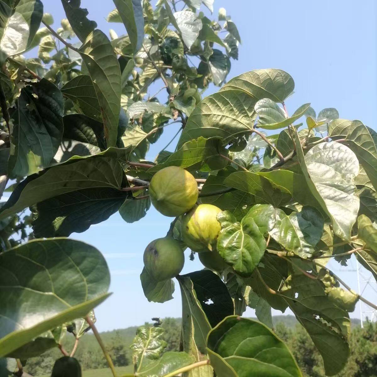 贵州桐子树苗桐树种子大型乔木庭院绿植花卉油桐树苗桐叶粑粑苗