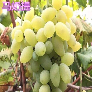 马奶提子树苗葡萄苗新疆马奶提无核南北方种植盆栽地栽爬藤果苗
