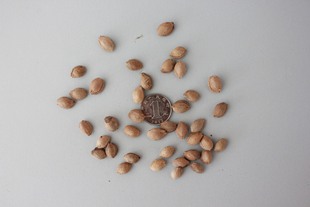 新采红叶李种子 紫叶李种子 紫叶稠李种紫叶李树苗红叶李树苗种籽