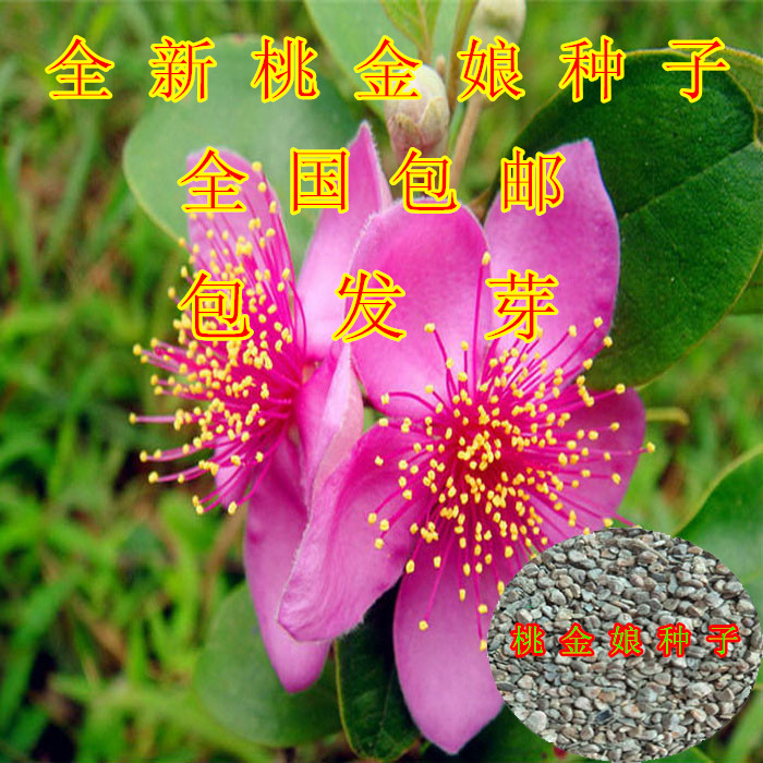 桃金娘种子 哆尼 仲尼 山菍 多莲 当梨根 桃舅娘 当泥 稔子树种子