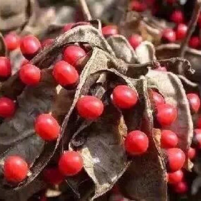 鸡母珠树种子 海红豆美人豆相思豆 孔雀豆 相思子 鄂西红豆种子