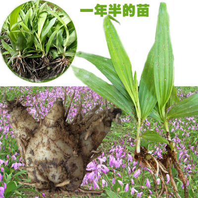 云南白芨种苗 白芨一年半苗 白及苗三叉白芨紫花白及三叉紫花白芨